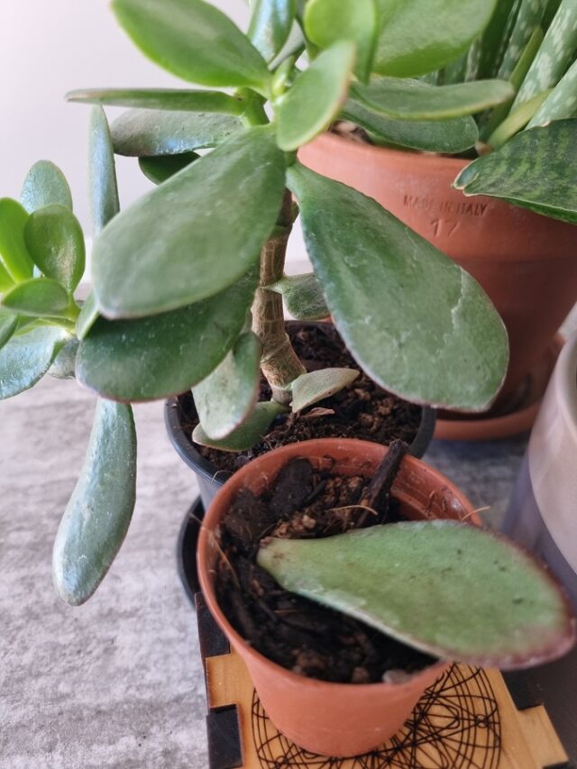 Effortlessly Learn How To Propagate Jade Plant From A Leaf In 3 Steps