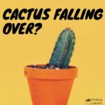 cactus falling over