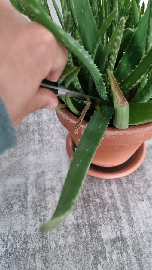 cutting off aloe leaf without killing it
