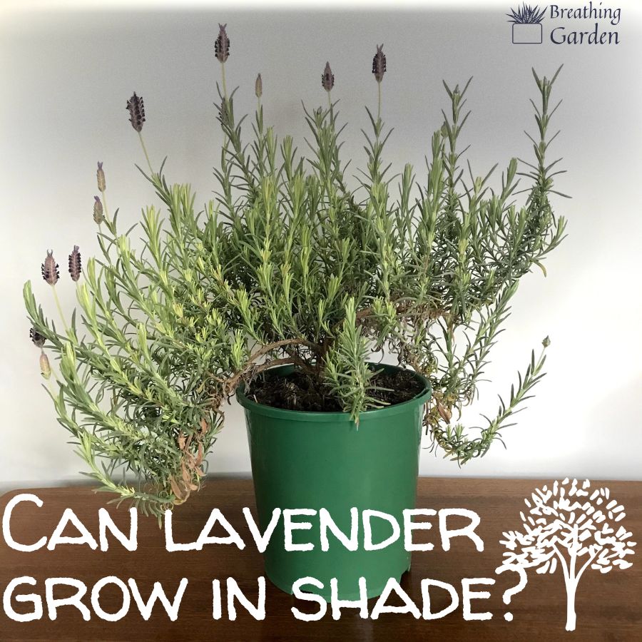 does lavender grow in shade
