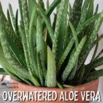 overwatered aloe vera plant