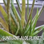 sunburnt aloe vera plant