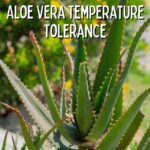 aloe vera temperature tolerance