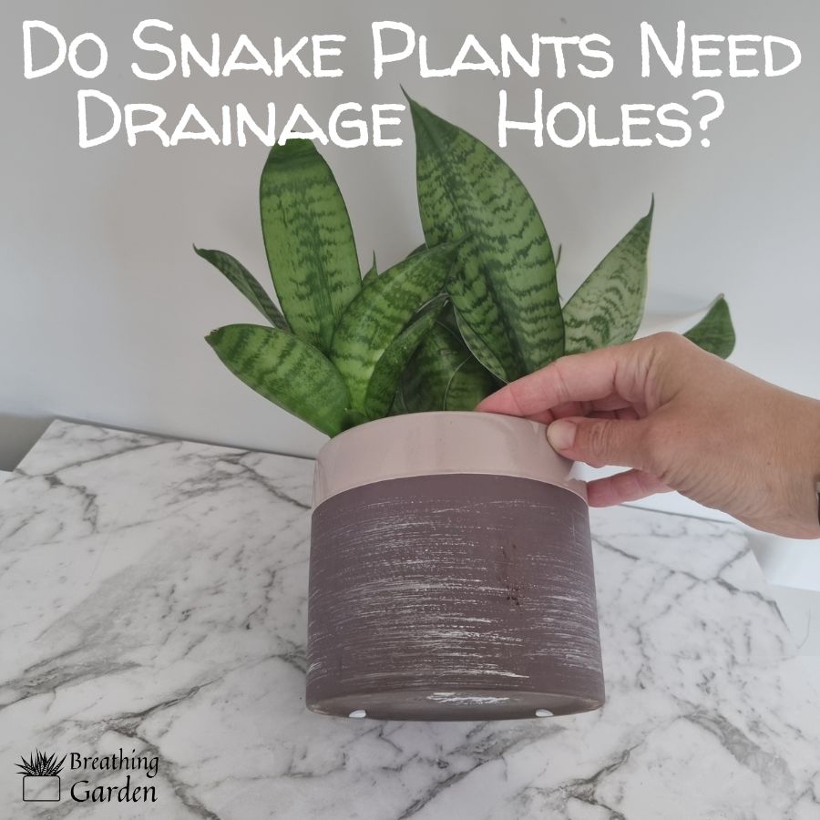 Do snake plants need drainage holes
