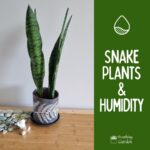 do snake plants like humidity