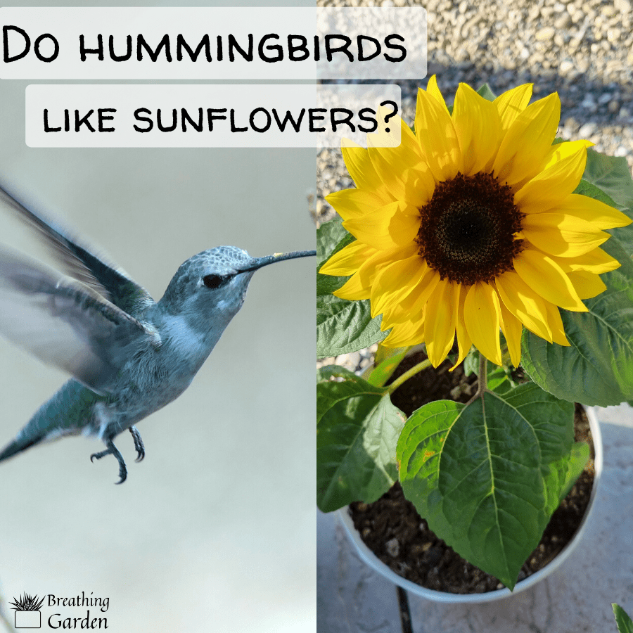 hummingbirds and sunflowers