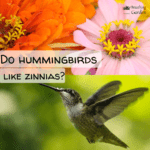 do hummingbirds like zinnias