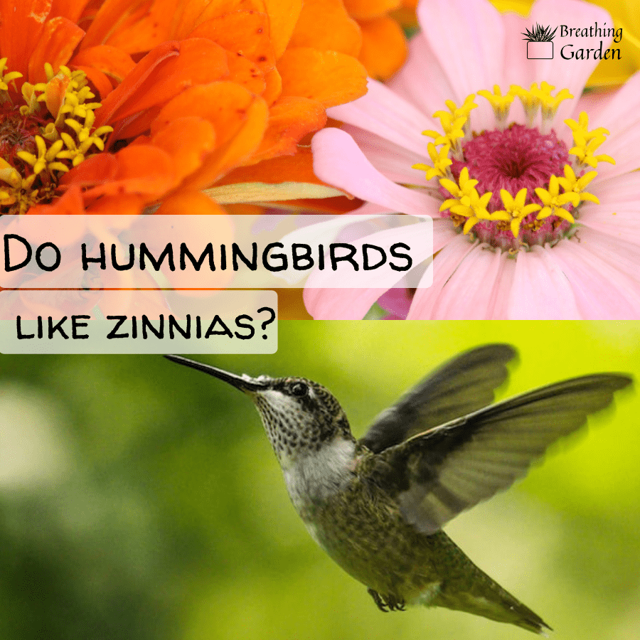 do hummingbirds like zinnias