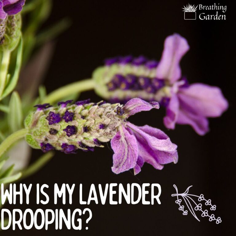 Help! Why Is My Lavender Wilting? Find Out The Causes And Solutions