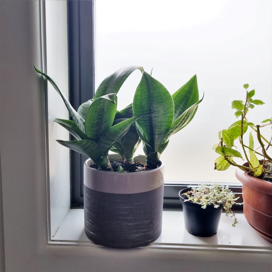 snake plant in bathroom with other plants