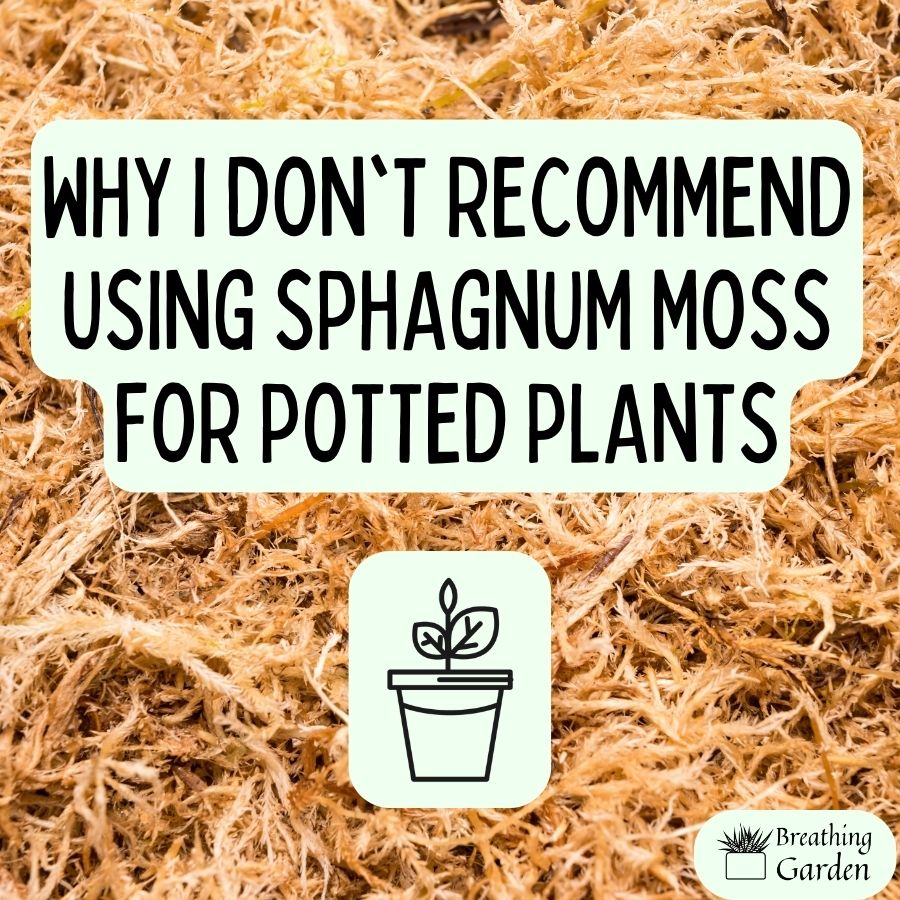 using sphagnum moss