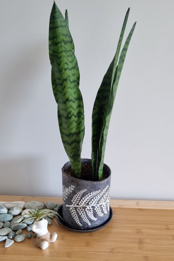 snake plant with drainage holes 