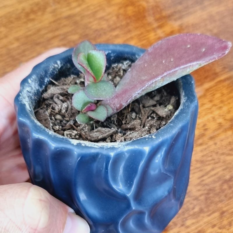 red leaf after it's no longer needed on jade plant