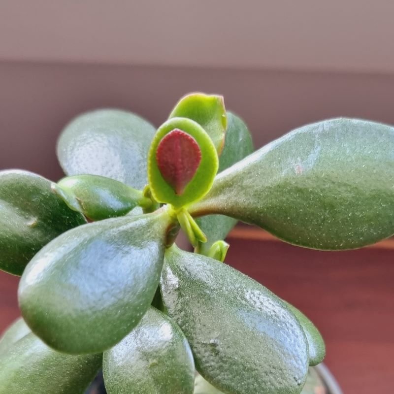 small extra red jade plant leaf