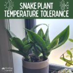 snake plant temperature tolerance