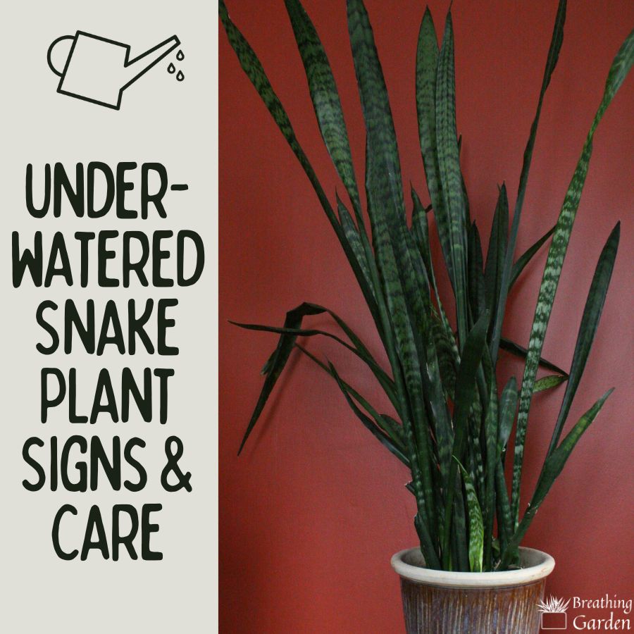 underwatered snake plant