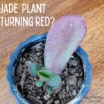 jade plant turning red - red leaf and red tips