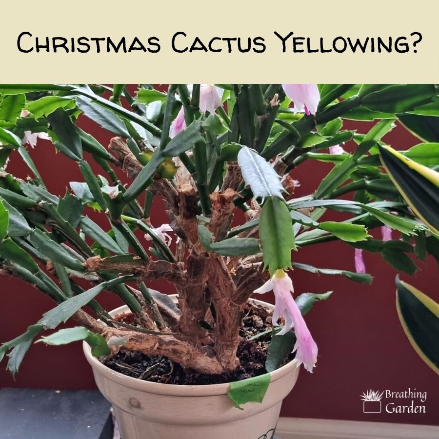 why is my christmas cactus turning yellow