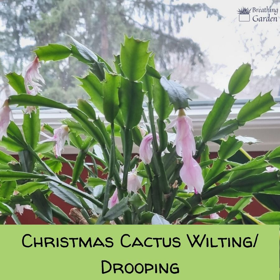 Limp christmas cactus from overwatering