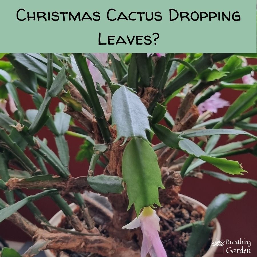 christmas cactus leaves