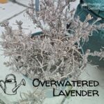 overwatered lavender signs and how to fix