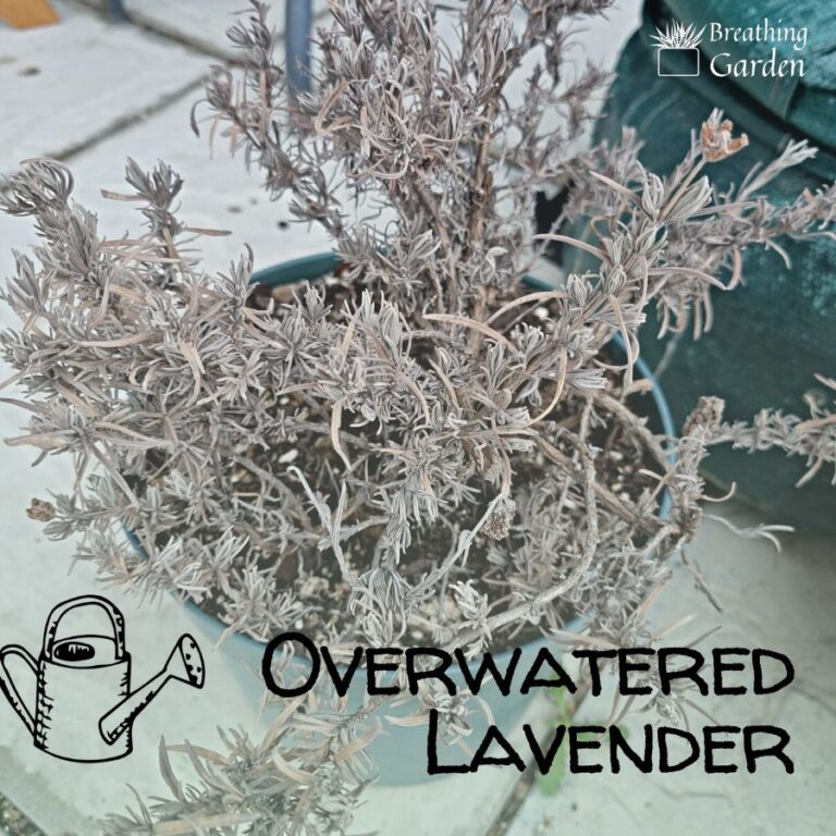 Is Your Lavender Plant Overwatered? Here’s How to Tell and What to Do