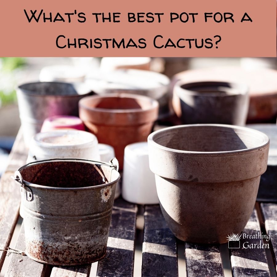 what's the best pot for a christmas cactus?