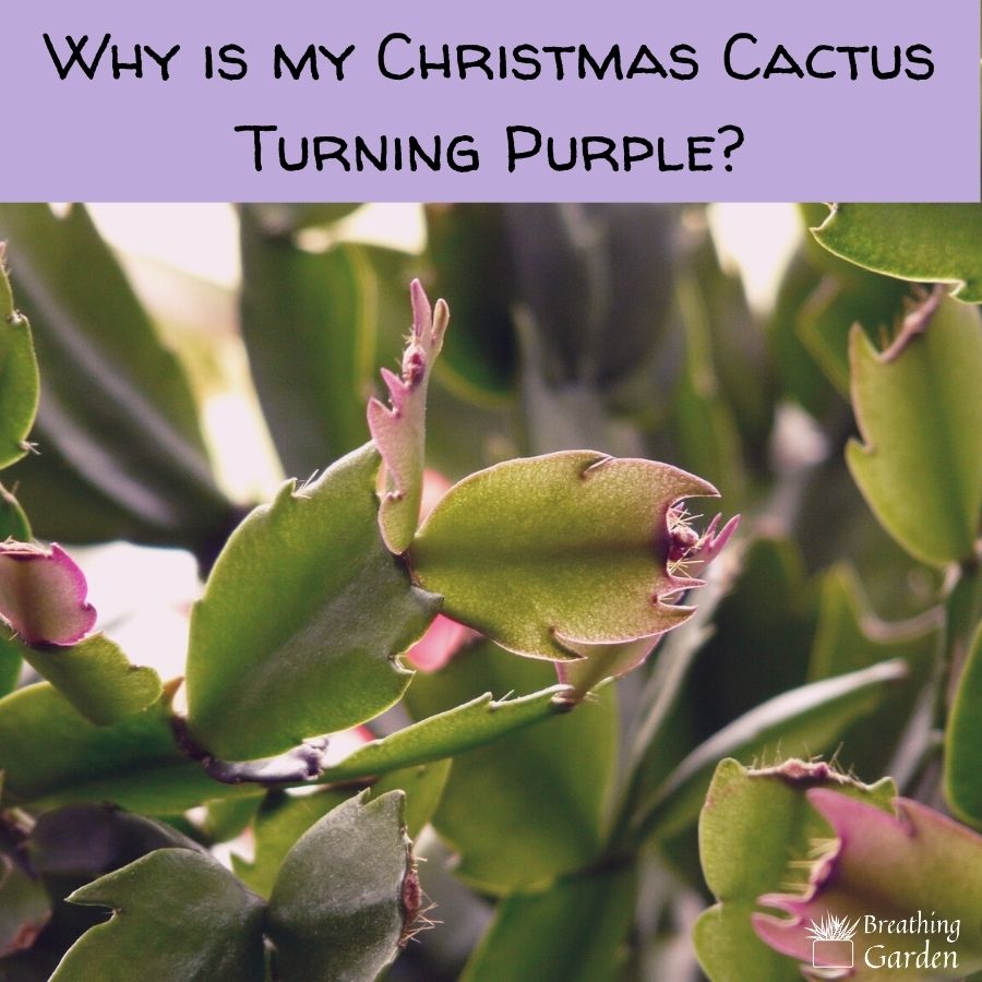 why is my christmas cactus turning purple?