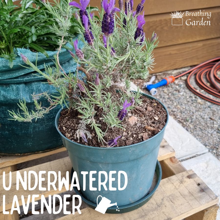 underwatered lavender plant