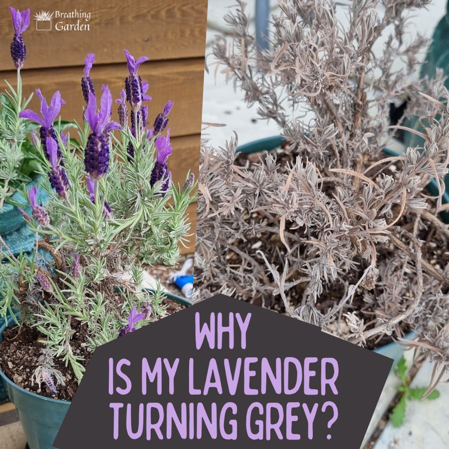 lavender plant turning grey