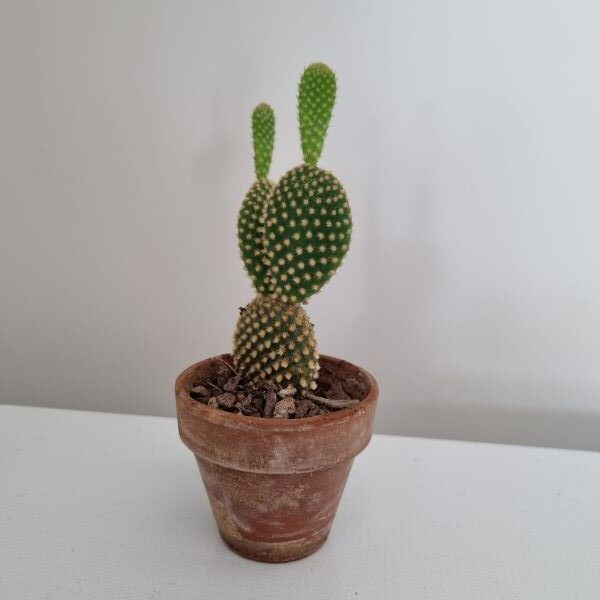 fast growing bunny ear cactus