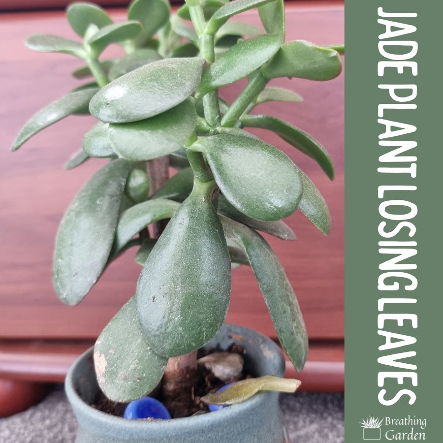 jade plant dropping leaves
