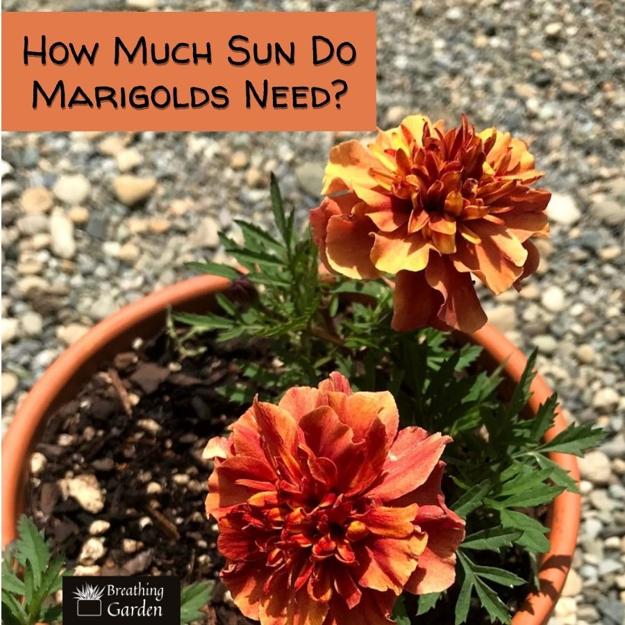 how much sun do marigolds need?