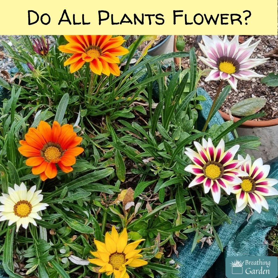 do all plants flower