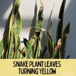snake plant leaves turning yellow