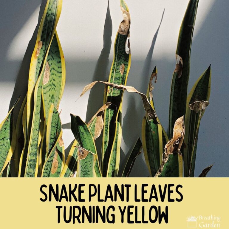 Snake Plant Leaves Turning Yellow 5 Causes and Solutions Breathing