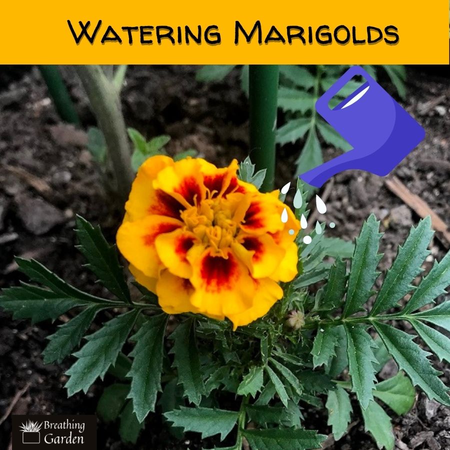 how often do you need to water marigolds