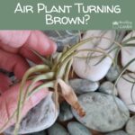 air plant turning brown/brown leaf on air plant