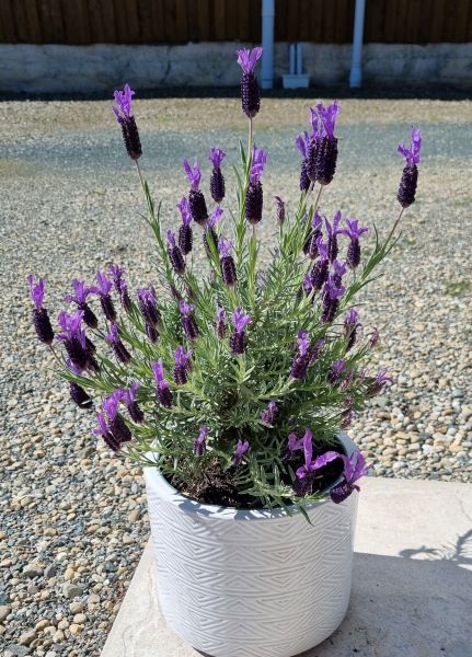 blooming lavender plant