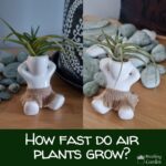 how fast do air plants grow