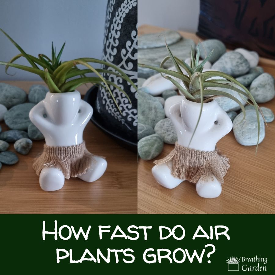how fast do air plants grow