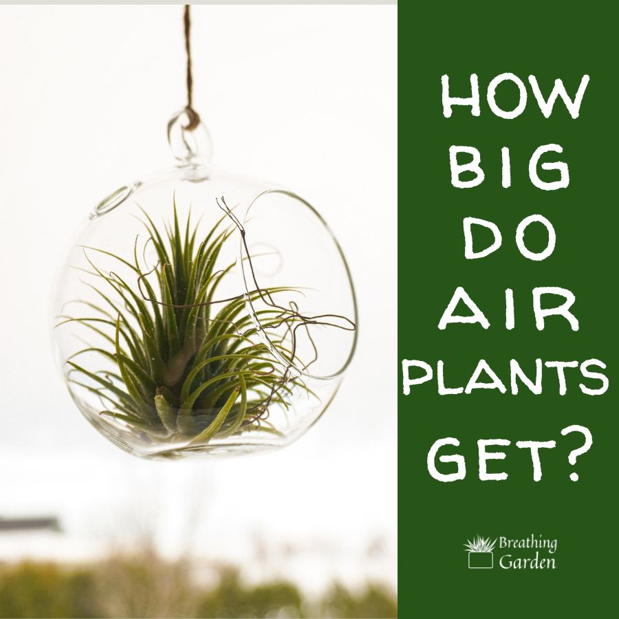 how big do air plants get