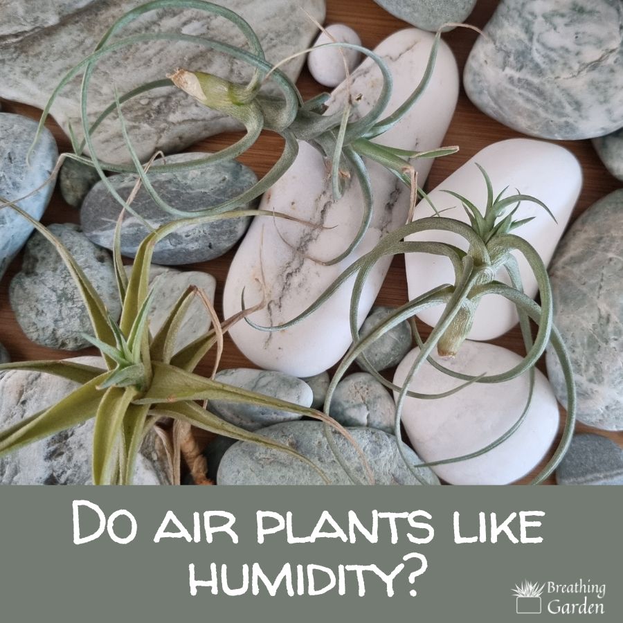 do air plants like humidity?