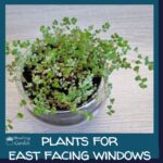 best plants for east facing windows