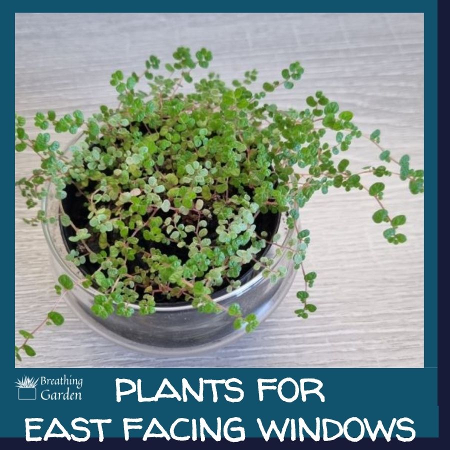 best plants for east facing windows
