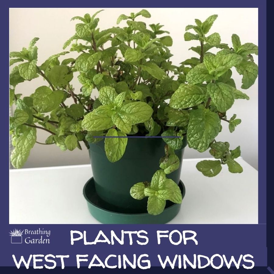 best plants for west facing window