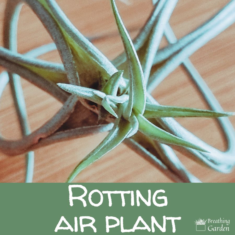 rotting air plant