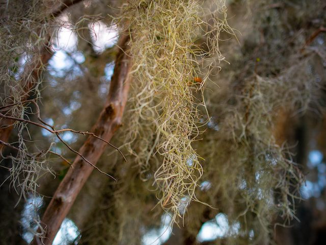 spanish moss growing off a tree