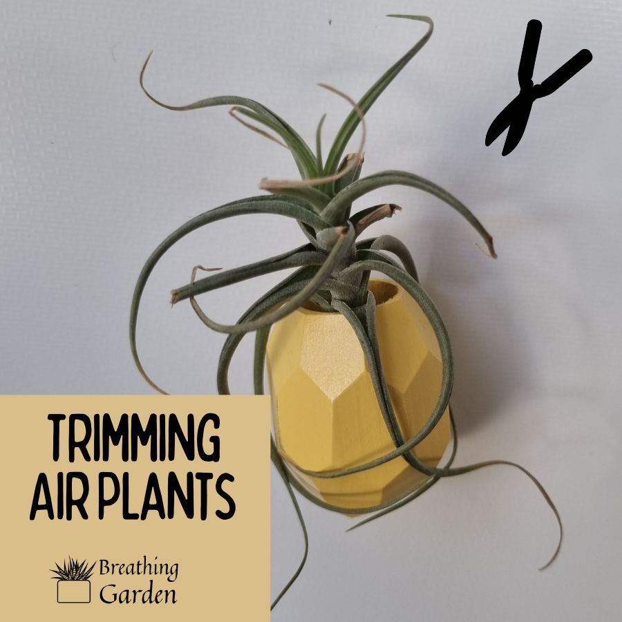 can you trim air plants