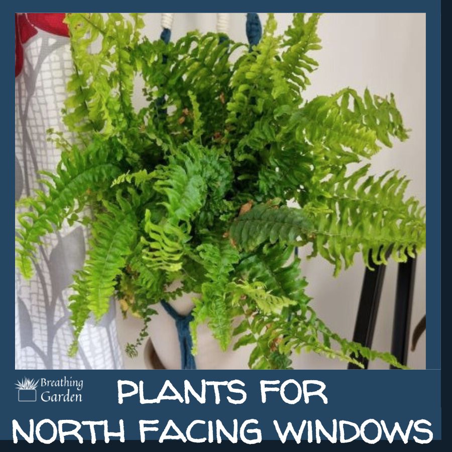 north facing window plants